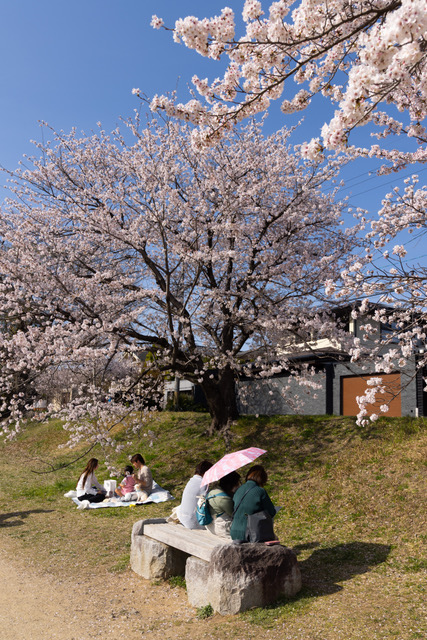 Picnic in Japan – foto Harm Jaap Hartmans