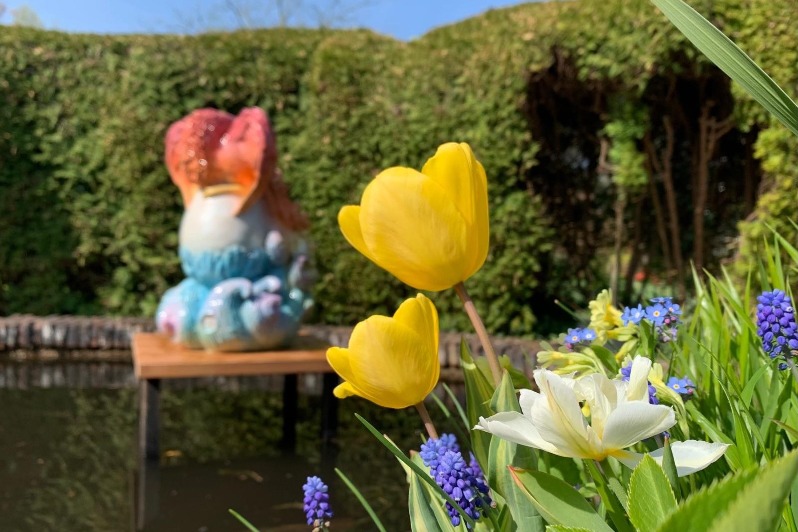 Regenboog Paradijsvogel in de vijver van de Theetuin