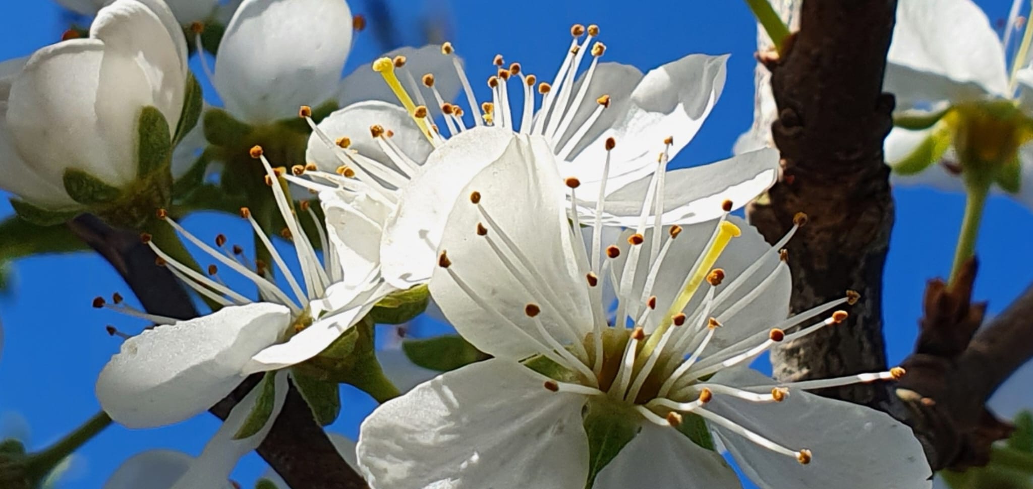 Lente bloesems – foto Ceciel Fruijtier