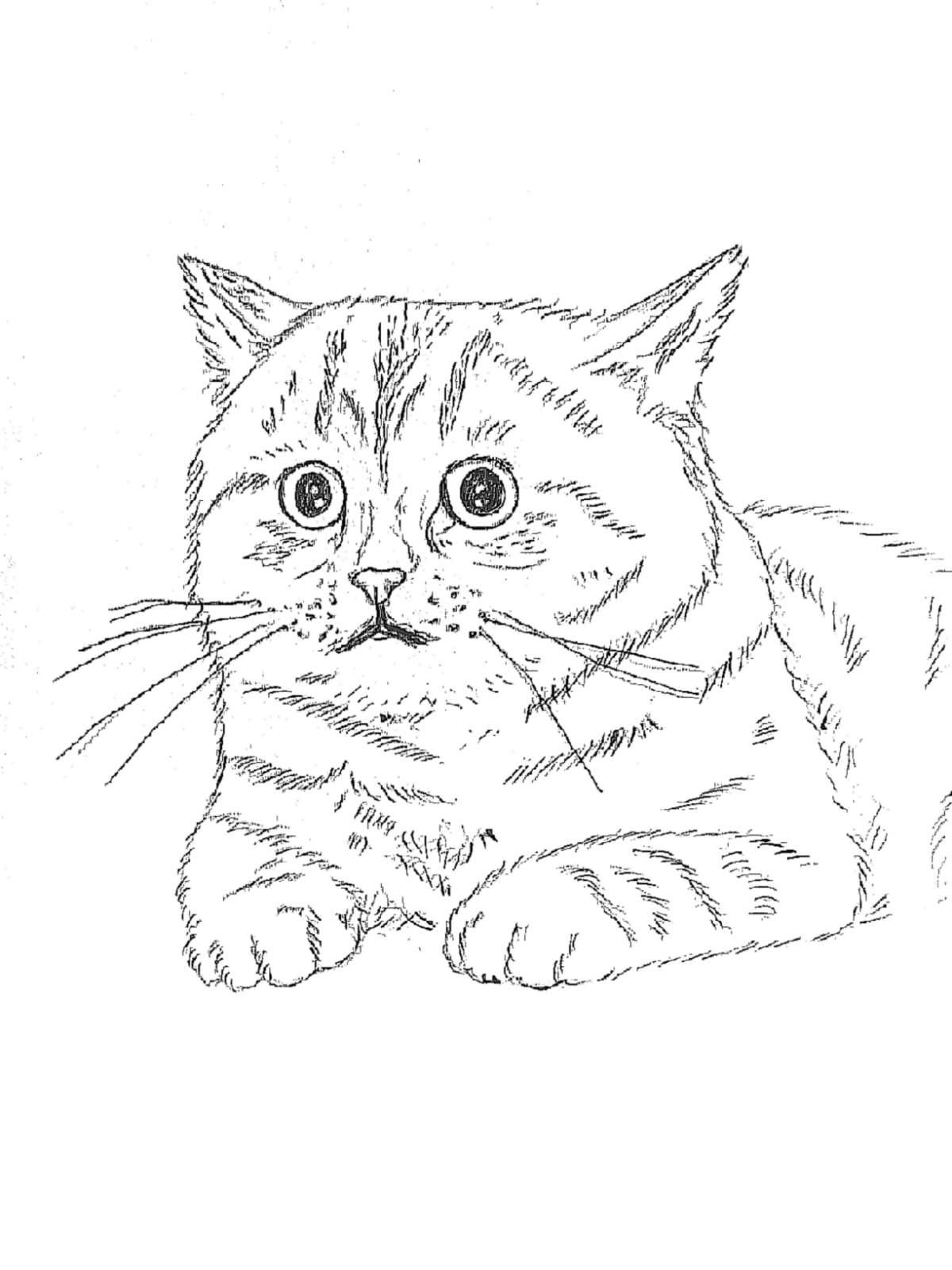 Cat – drawing Yassine el Azabi
